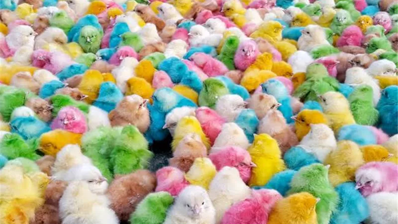 سعر الكتاكيت اليوم الأربعاء 7 أكتوبر 2020