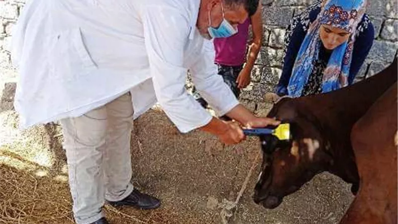 بيطري الشرقية يُحصن 79 ألفا و407 رءوس ماشية ضد مرض الحمى القلاعية والوادي المتصدع