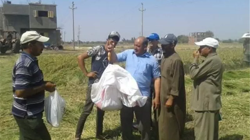 زراعه الشرقية تنفذ يوم حصاد لحقل إرشادي مزروع بمحصول الأرز بقرية السدس بالإبراهيمية