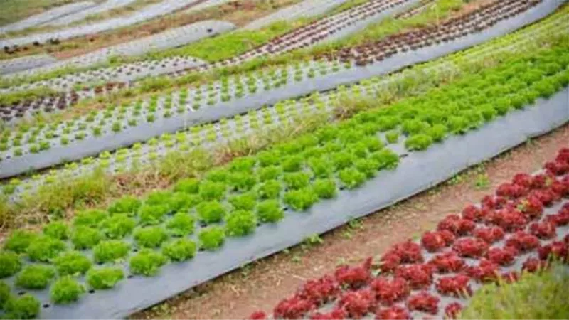 فيديو.. خبير زراعي: الزراعة الحيوية تضاعف إنتاجية المحاصيل