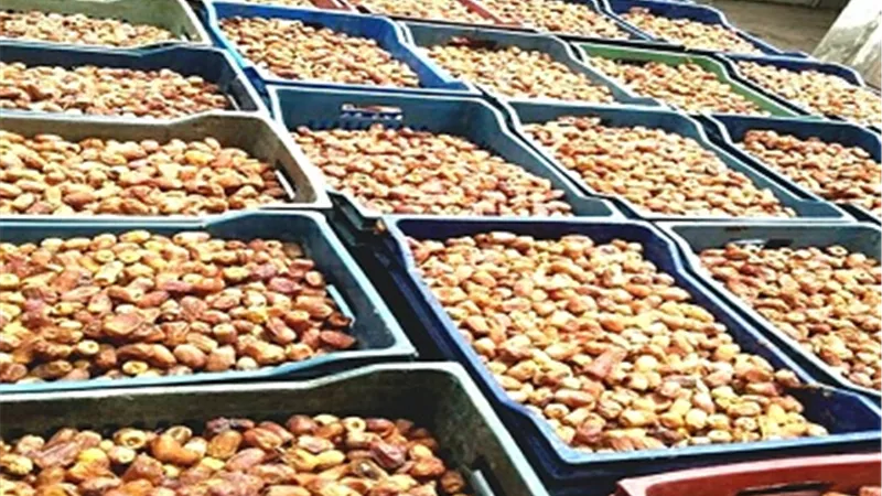 بدءاً من الغد.. كيلو البلح ب12 جنيه من المزارعين بالوادى الجديد