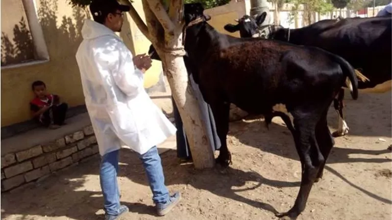 المنوفية .. تحصين 254 ألف رأس ماشية ضد الحمي القلاعية و الوادي المتصدع