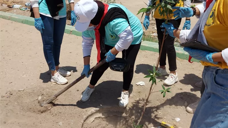 زراعة 270 فدان بأشجارالزيتون والليمون فى الجامعات المصريه