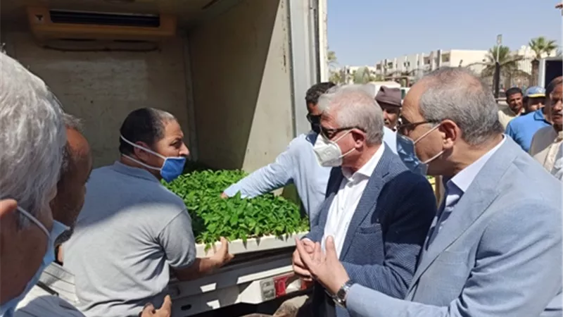 فوده يوزع عدد من شتلات مجانية على بعض المزارعين بطور سيناء