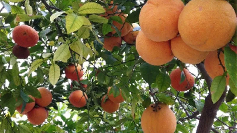 أي رائحة تجعلك تبدو أصغر سنا؟