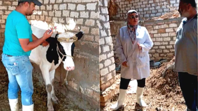 الطب البيطرى يواصل حملات التحصين واعدام الكلاب الضالة بالوادى الجديد