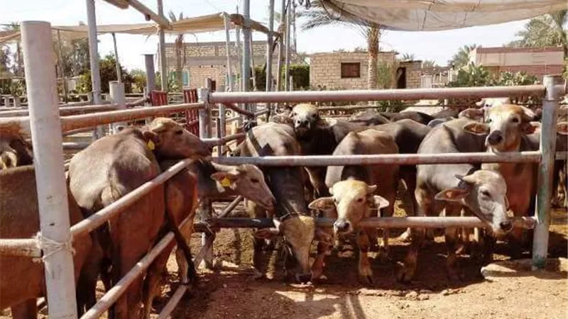 بيطري الشرقية يؤمن على 14 ألف و482 رأس ماشية لتوفير مظلة علاجية لها