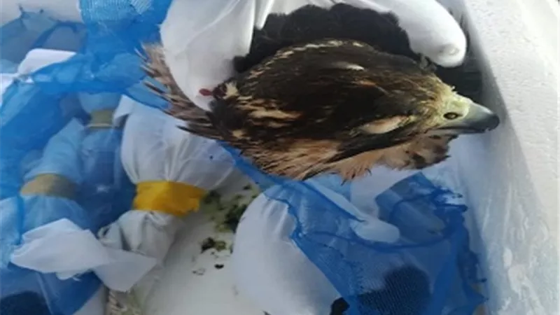 جمارك مطار برج العرب تحبط تهريب ٨ صقور نادرة الي الشارقة