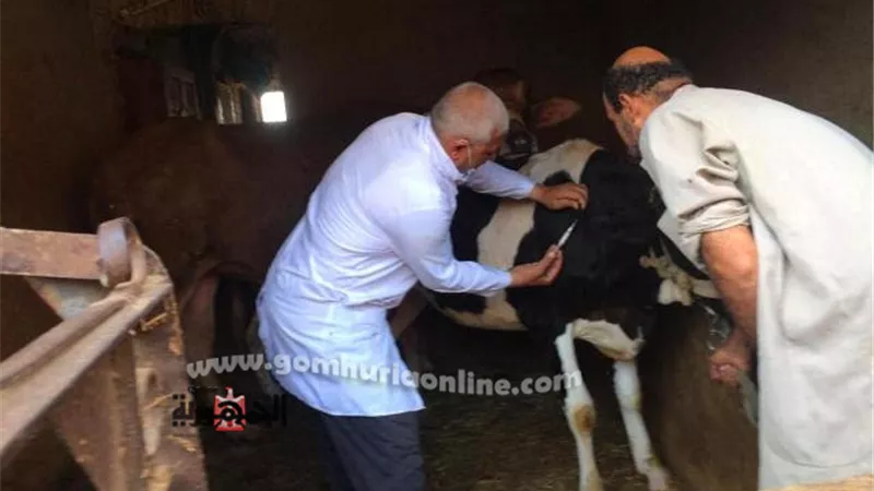 تحصين 167 ألف رأس ماشية ضد الحمى القلاعية بالشرقية