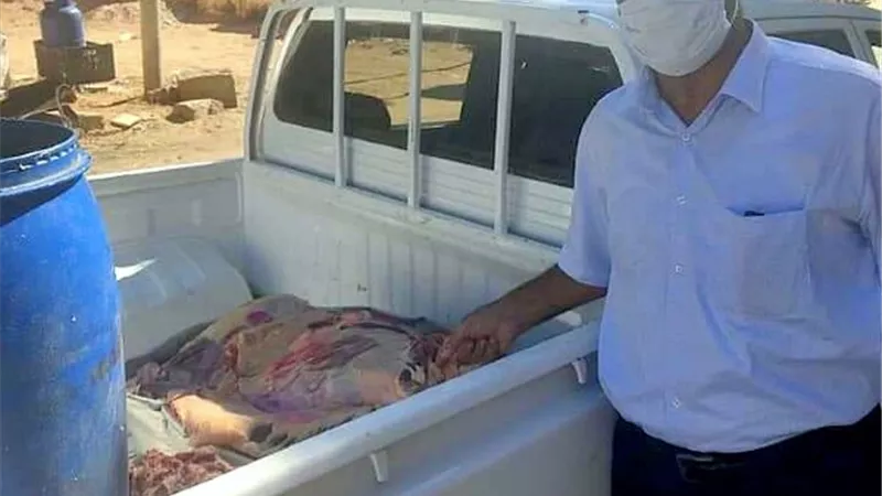 ضبط لحوم مذبوحة خارج المجزر فى حملة لبيطرى الوادى الجديد.. بالصور