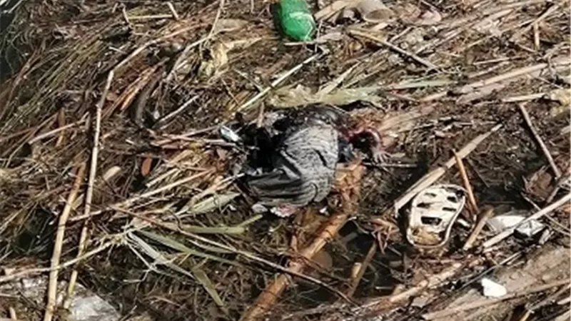 العثور على جثة رضيع في ترعة بنجع حمادي
