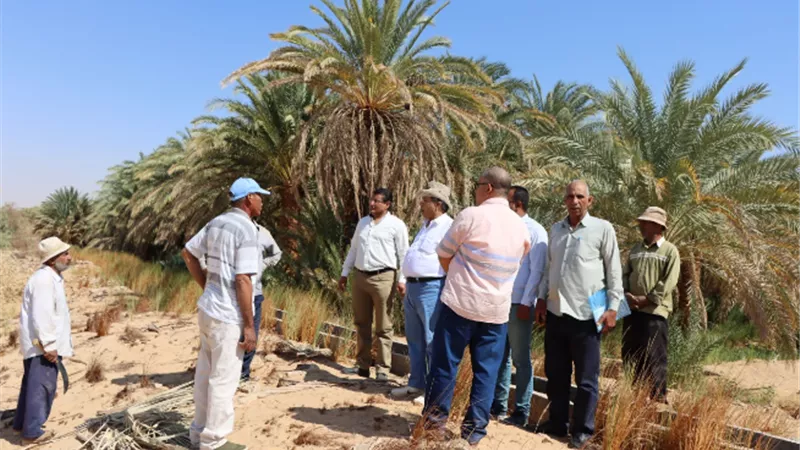 الزراعة : وفد مركز بحوث الصحراء والفاو يتفقدان المشروعات الزراعية المشتركة في الوادي الجديد