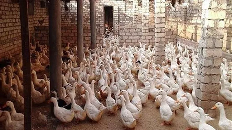 اسعار البط اليوم السبت 31 اكتوبر 2020