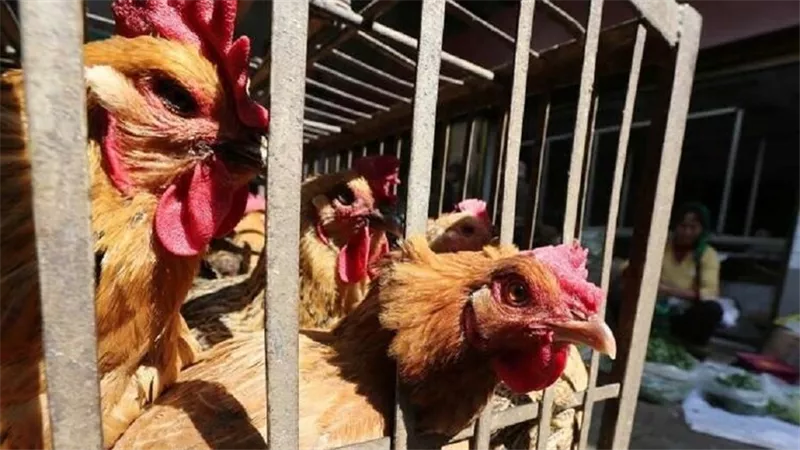 انفلونزا الطيور تظهر مجدد ...وتضرب ألمانيا