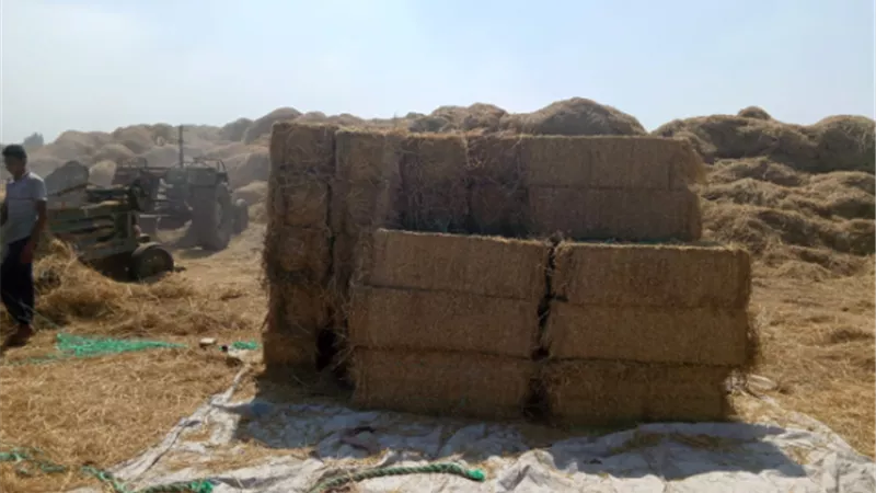 جمع وتدوير مليوني طن قش أرز وتنظيم ندوات ارشادية في 6 محافظات