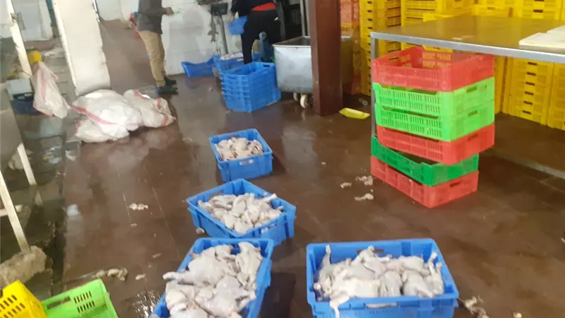 محافظ أسيوط يعلن ضبط 11 طن و700 كيلو لحوم دواجن غير صالحة للاستهلاك الادمى