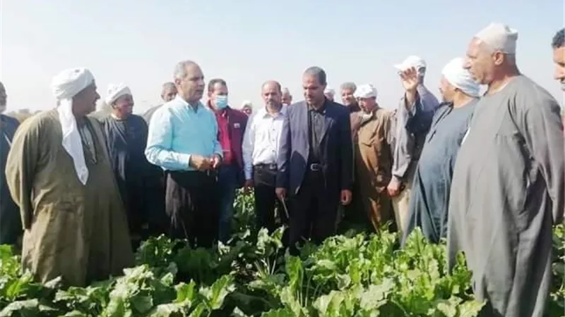 زراعة الشرقية تنفذ مدرسة حقلية إرشادية عن محصول البنجر بأولادموسي