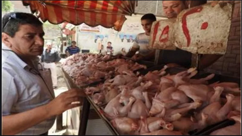 حماية المستهلك: ضبط 12 طن دواجن فاسدة بمجزر بأسيوط