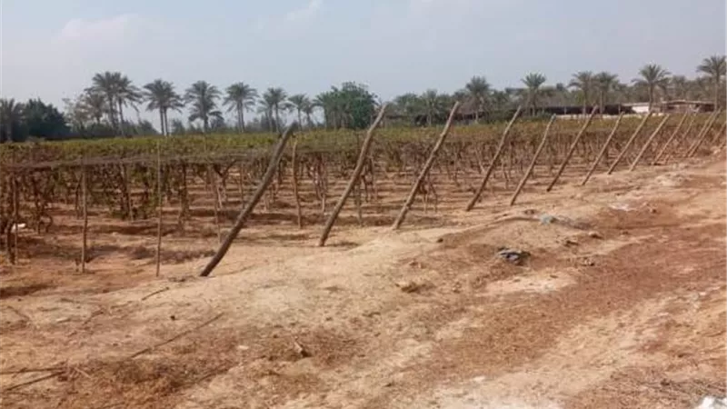 خطة لتطوير شركة المهن الطبية للثروة الحيوانية