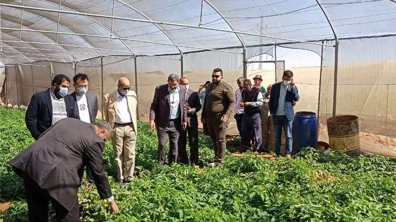وفد الصين يشيد بمزارع الجمعية الشرعية لانتاج الخضر والنخيل بالوادى الجديد