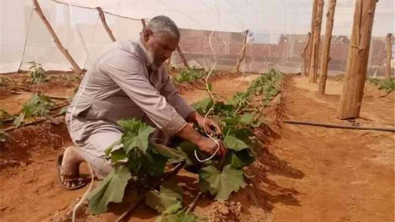 70 صوبة زراعية لدعم الانتاج وتوفير فرص عمل لشباب الوادى الجديد .صور