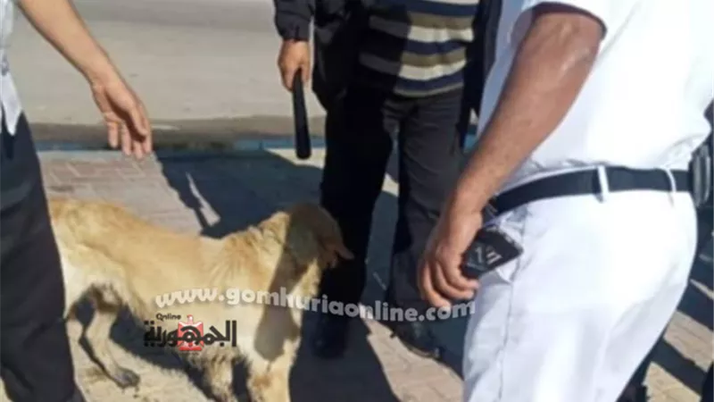 حى الجمرك يواصل جهوده للارتقاء بالخدمات والحفاظ على الانضباط