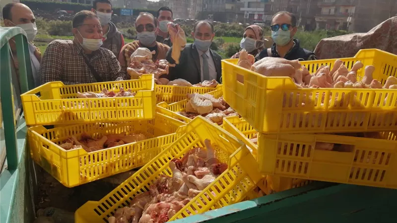 ضبط دواجن واعدام 400 كجم لحوم غير صالحة بكفر الشيخ