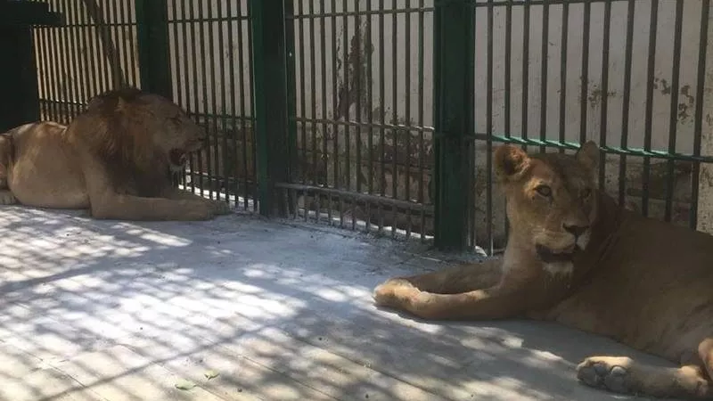 بعد إصابة 4 أسود بكورونا فى إسبانيا.. حديقة حيوان الجيزة تكشف مفاجأة