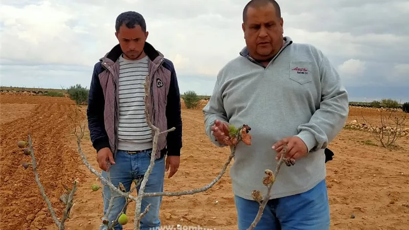 التنمية المستدامة: إرشادات هامة إثناء عمليات الخدمة الشتوية لأشجار الفاكهة تحت ظروف الزراعة المطرية لمزارعي مطروح