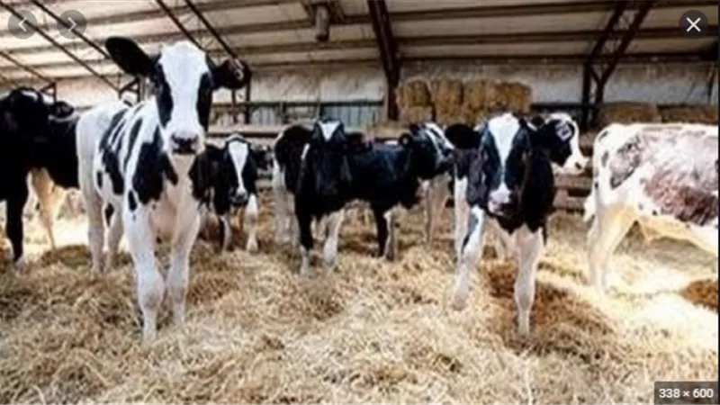 وزير الزراعة يعتمد 35 مليون جنيه لتمويل صغار المربين ضمن المشروع القومى للبتلو