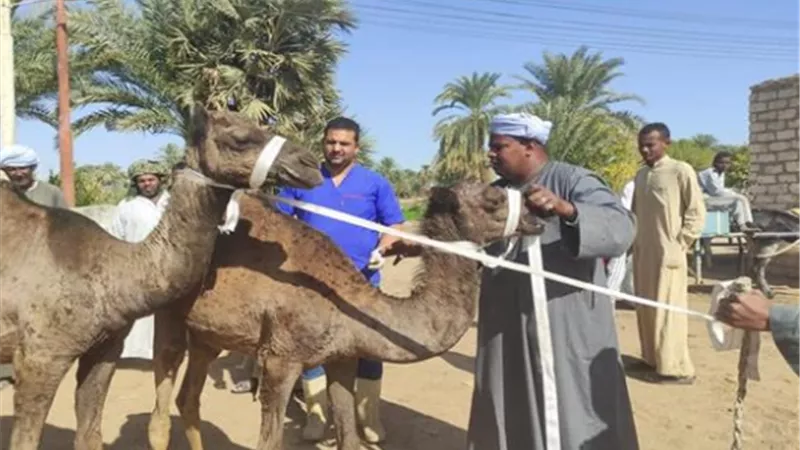فحص ومعالج 3500 رأس ماشية مجانا في محافظة أسوان