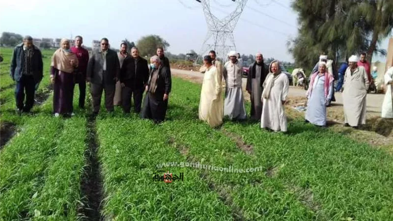 زراعة الشرقية تنفذ يوم حقل إرشادي مزروع بمحصول القمح بناحية أكياد القبلية بفاقوس