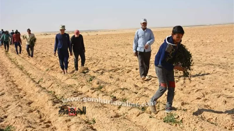 محافظ الوادى الجديد يتابع مشروعات سهل بركة ويوجه بصيانة معدات الفرافرة.صور