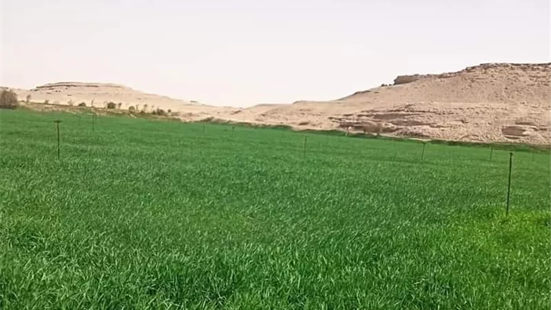 بالارقام ومعدلات التنفيذ الوادى الجديد تتحول من الغمر إلى الرى الحديث .صور