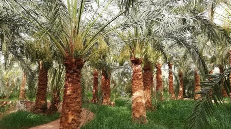 داعية: مشروع وقف النخيل يوفر فرص عمل للشباب من خلال زراعة 10 آلاف فدان