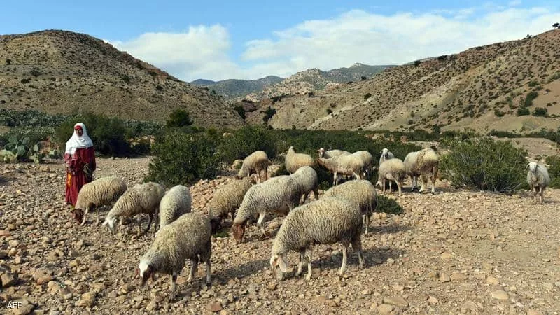 متشددون يقطعون رأس راع في تونس قرب حدود الجزائر