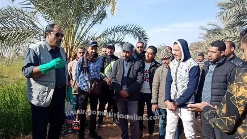 الزراعة تعلن جاهزية 300 مزارع لمكافحة ايدز النخيل بالوادى الجديد