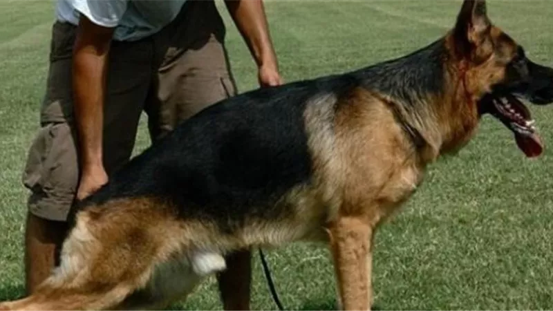 طبيب بيطري يكشف عن شروط تربية الكلاب في المنزل