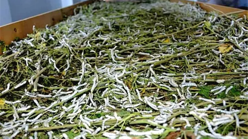 الوادى الجديد تقترب من العالمية بمنتجات الدودة الحريرية..صور