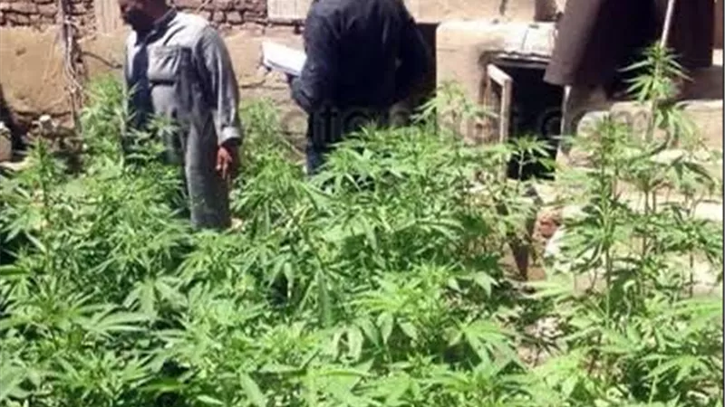 حبس امين مكتبة ومشرف وسائل بعد قيامهما بزرع أشجار بانجو داخل فناء مدرسة بالدقهلية