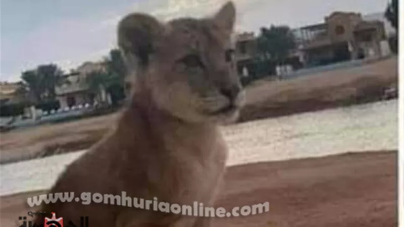 القصة الكاملة لهروب شبل الأسد من فيلا بمنتجع سياحى بالغردقة