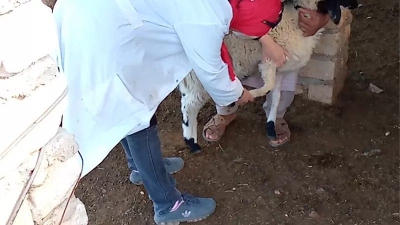 التنمية المستدامة ينظم قوافل بيطرية لصغار مربي الأغنام بقرية المثاني غرب مطروح