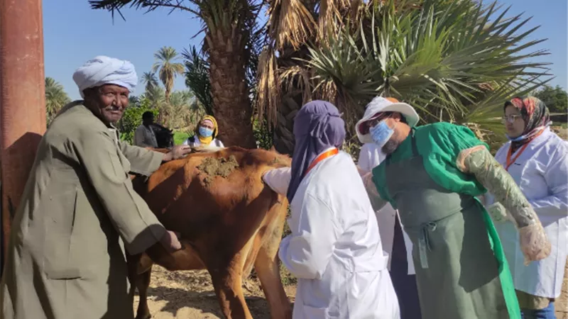 الزراعة: فحص وعلاج 234 ألف رأس ماشية مجانا من خلال 483 قافلة بيطرية في عام 2020