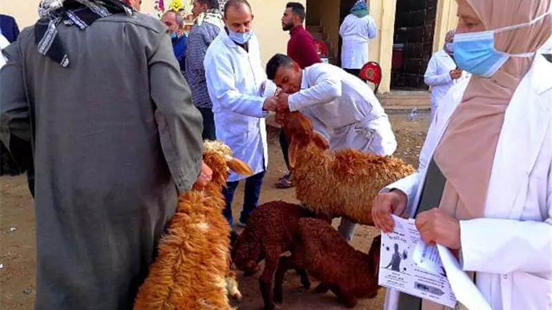 تنفيذ قافلة بيطرية مجانية بمركز الحسينية في الشرقية