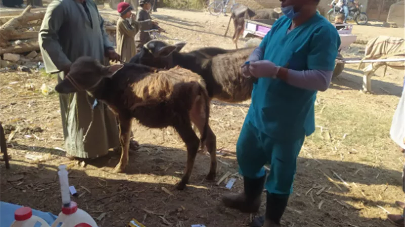 قوافل بيطرية لفحص وعلاج مواشي صغار المزارعين مجانا في محافظتي قنا وأسوان