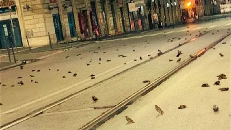 أصيبت بنوبات قلبية.. مواطنون يعثرون على مئات الطيور النافقة.. فيديو
