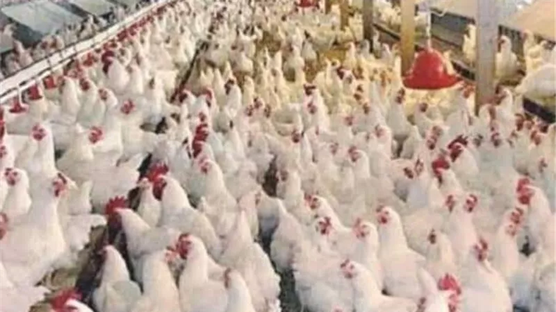 استمرار أعمال التطهير والتعقيم وتحصين طيور كفرالشيخ
