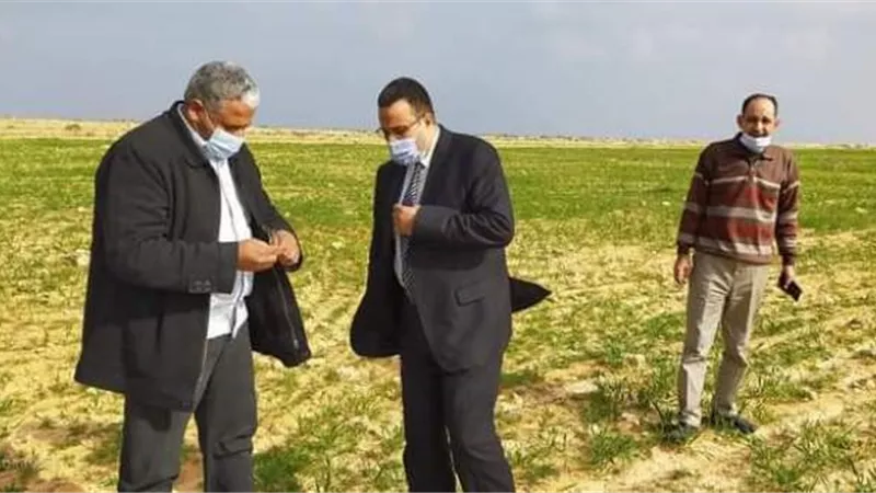 زراعة 300 الف فدان قمح وشعير بمطروح.صور