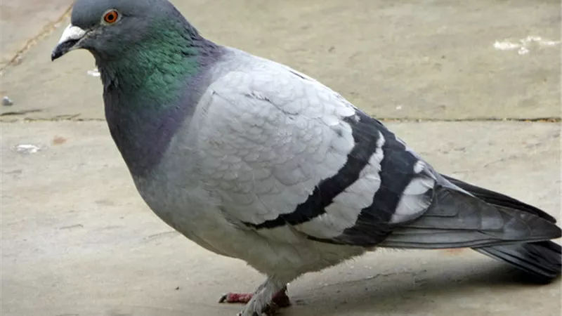 إعدام حمامة أمريكية انتهكت الحجر الصحي