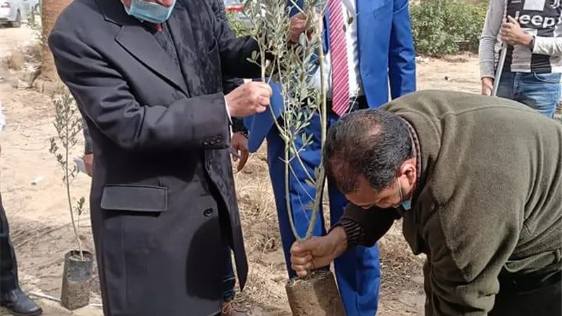 زراعة ١٠٠٠ شجرة زيتون بكهرباء القناة وفروعها لتقليل الاحتباس الحرارى